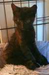 Kocie dzieci do adopcji