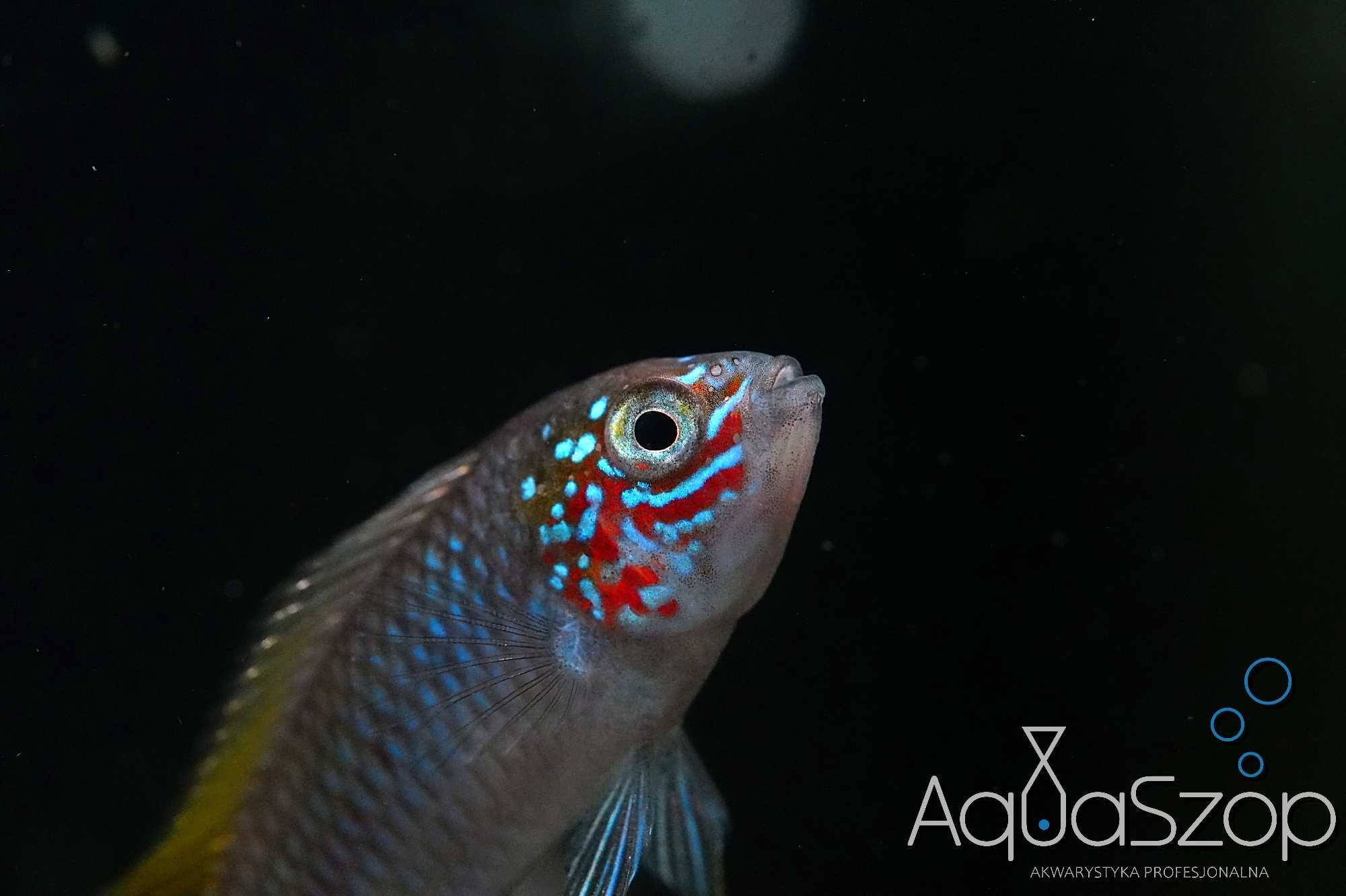 Pielęgniczka Apistogramma borelli "Opal" - AQUASZOP