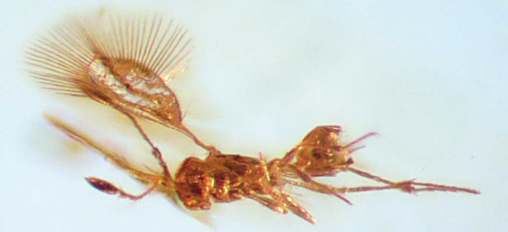 Bursztyn inkluzje wymarłe piękna osa  Mymarommatoidea  + gryząca mucha
