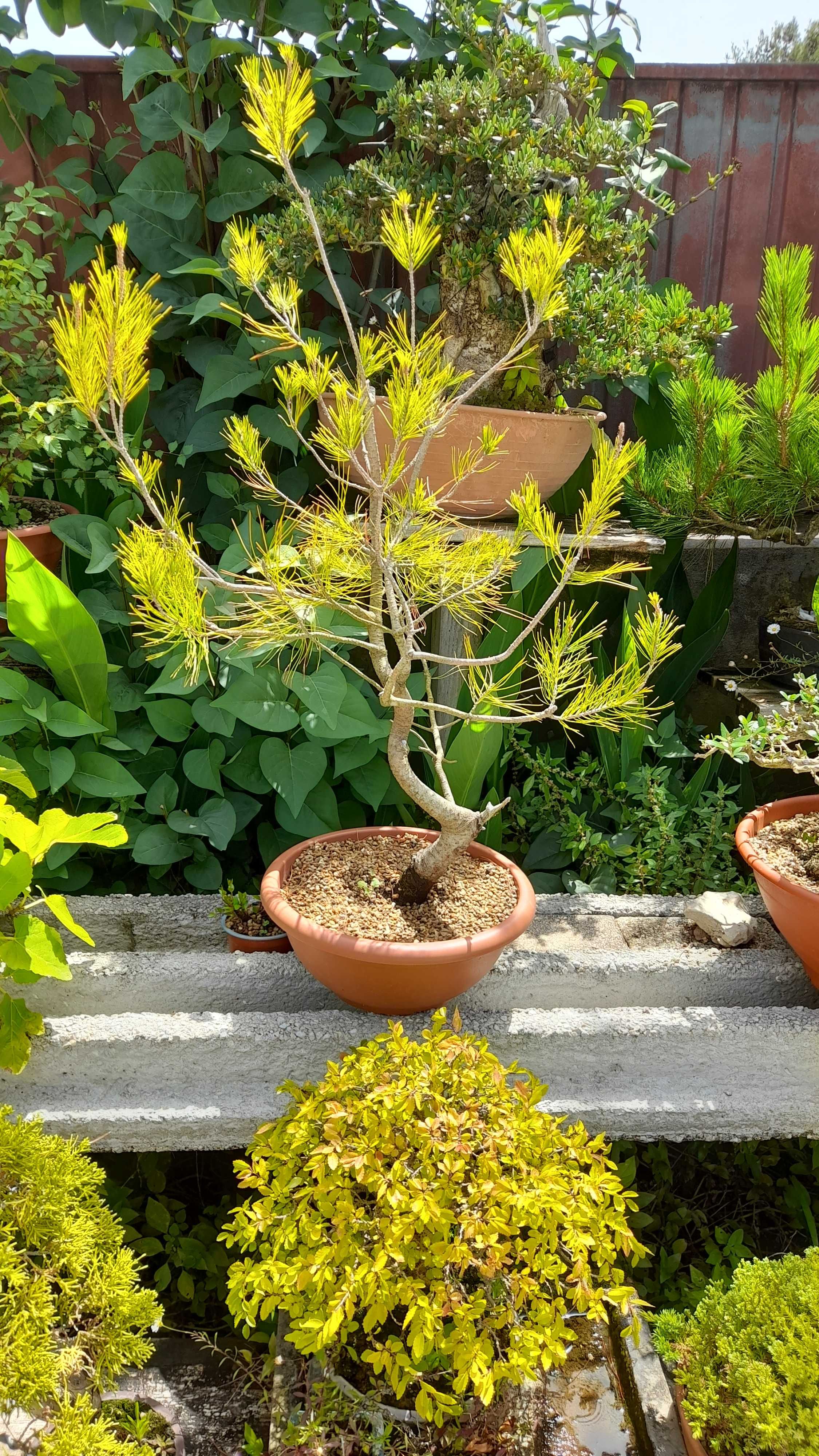 Bonsai (Pré-bonsai) - Pinus Halepensis (Pinheiro do Alepo)