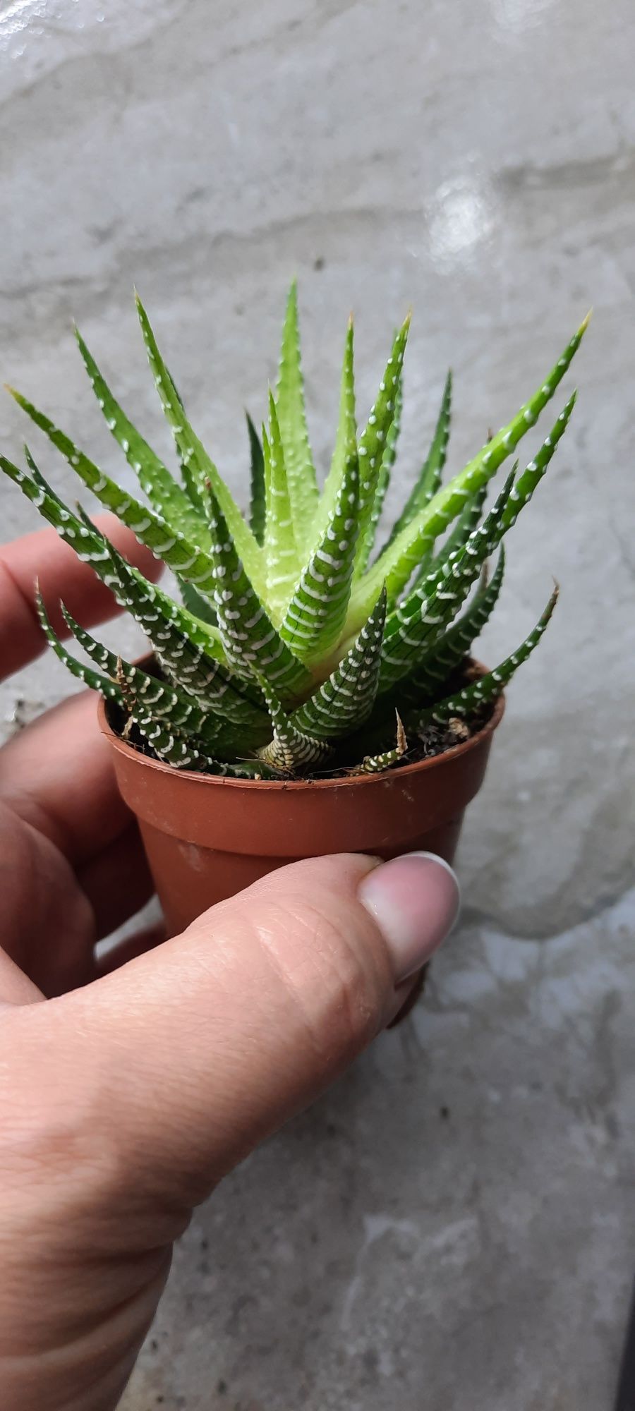 Haworthia pumila. haworthia zebrina. Хавортія пуміла і зебріна