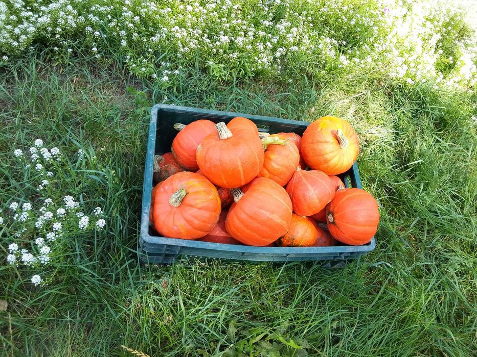 Sprzedam świeżą dynię hokkaido