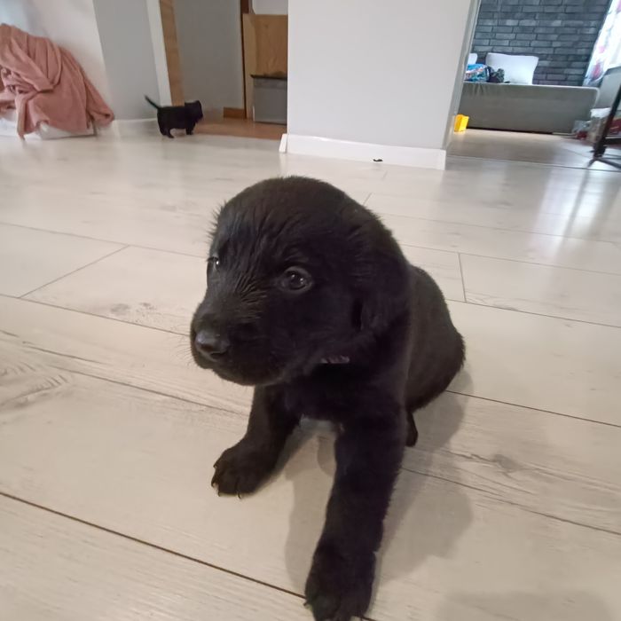 Oddam pieski 6 suczek labrador szpic szuka ciepłego domu