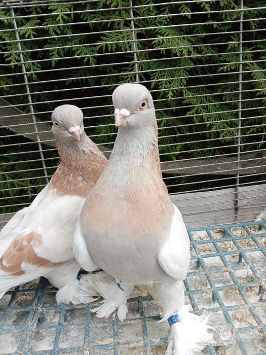 Para parzysta i młode Blawindry