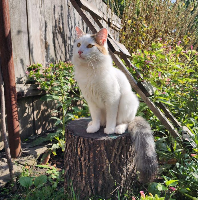 Двоє юних котиків в добрі руки