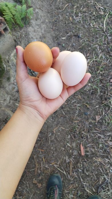 Vendo ovos caseiros