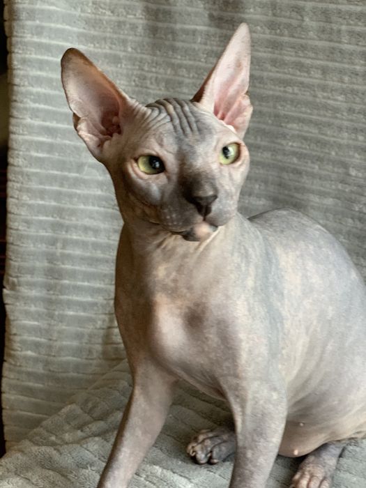 Девочка донского сфинкса