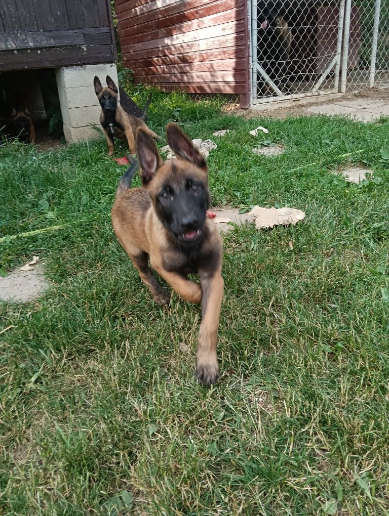 Owczarek Belgijski Malinois Piesek FCI
