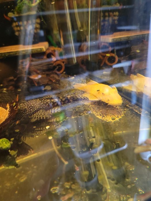 Zbrojnik ancistrus dorosłe pary