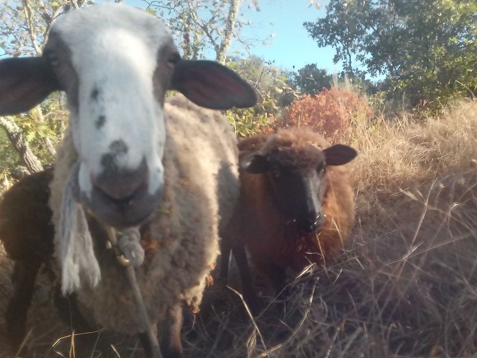 Uma família de ovelhas carinhosa. Um carneiro e três ovelhas. À venda
