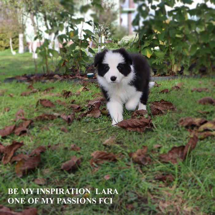 Border Collie ZKwP FCI sunia gotowa do odbioru