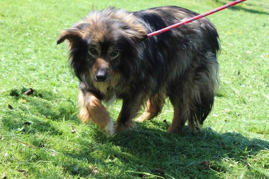 076308 Miłek do adopcji