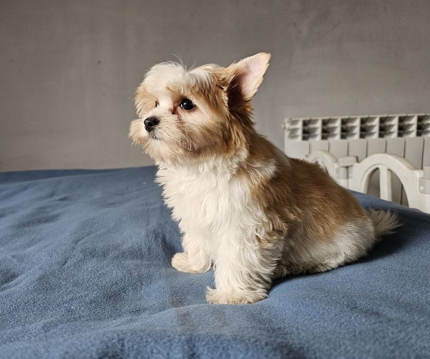 Yorkshire terrier golddust szczeniak piesek york złoty