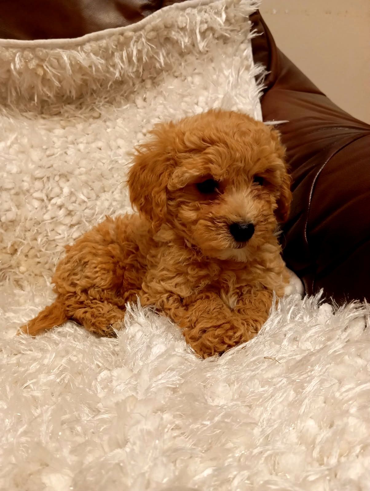 Cavapoo piękna  suczka