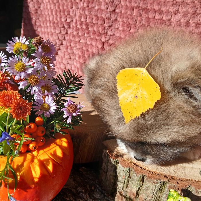 Piesek, typ misia, zadbany, info instagram