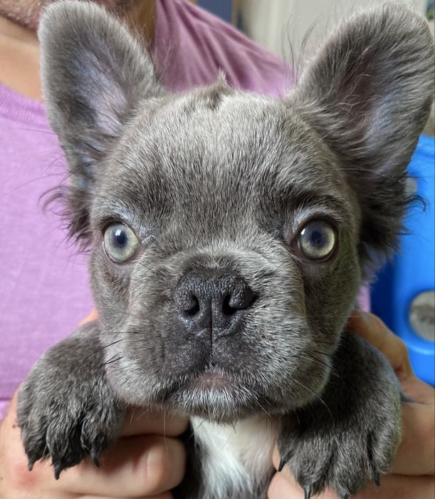 Французский бульдог