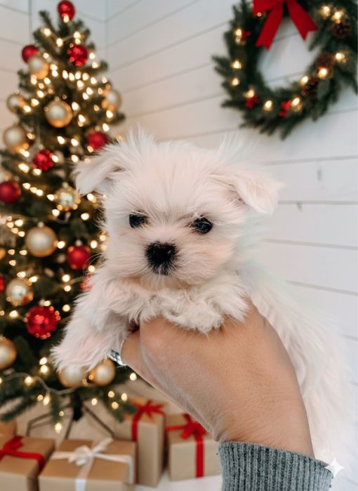 Maltańczyk mini cudo . JUŻ DO ODBIORU