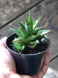 Sansevieria 'Sweet Celery'