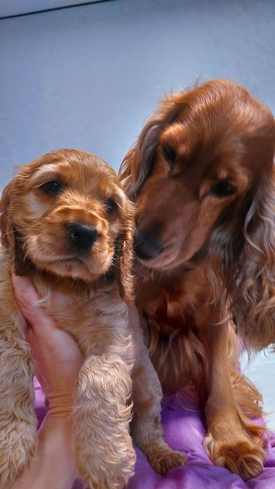 Англійський кокер спаніель