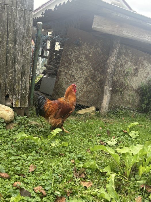 Обміняю на білі гриби