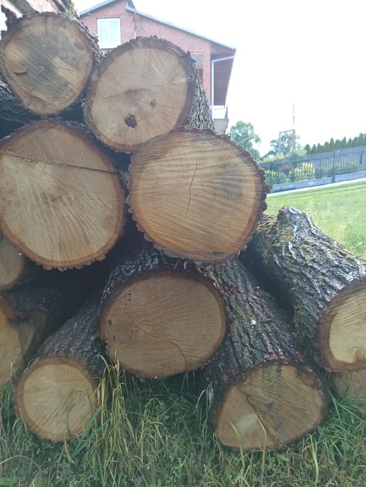 Dąb kłody 1500zl M3