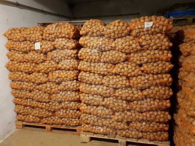 Ziemniaki jadalne Noblesse i Arizona kaliber 35-50