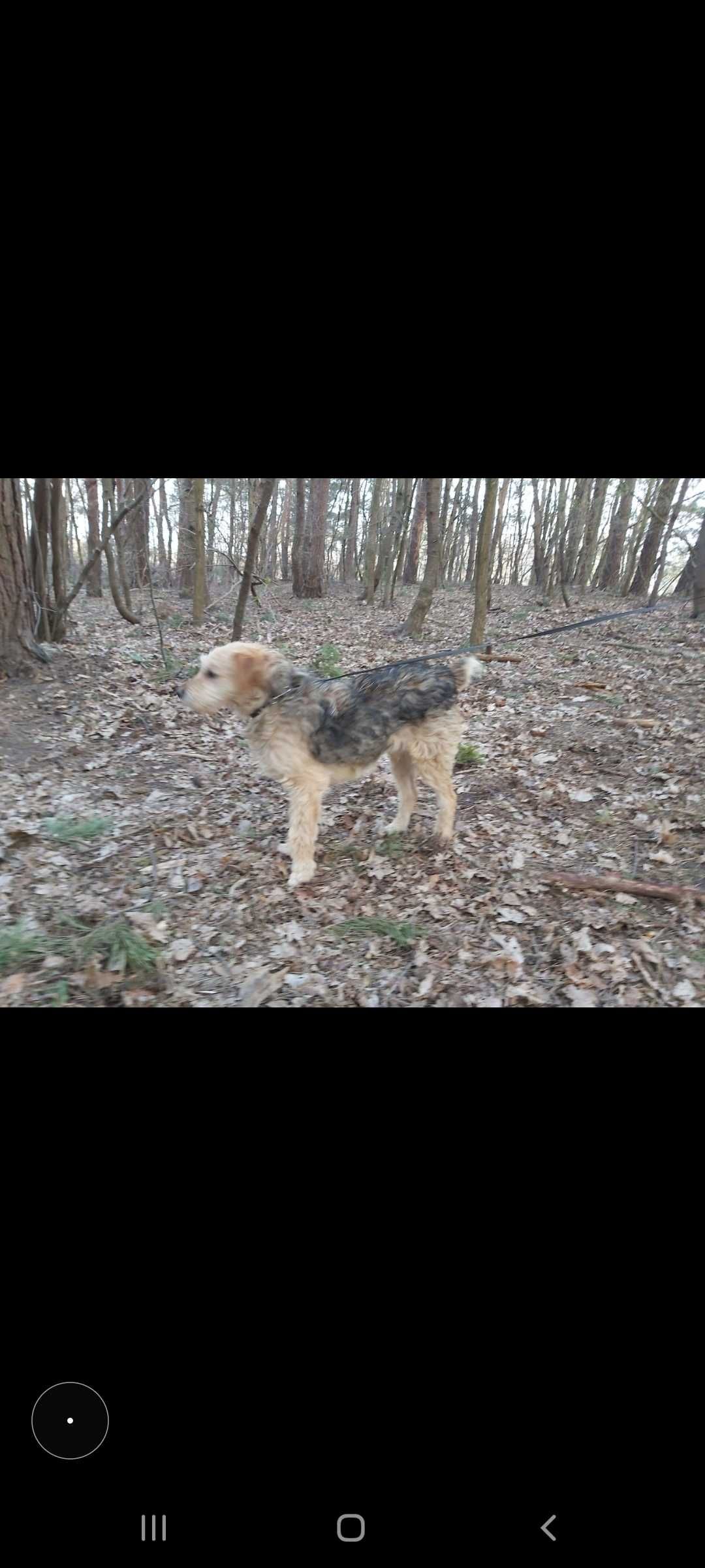 piekny kochany terierek ok. 2-4 latka ok. 11 kg ideał do dzieci!