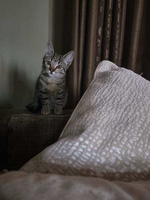 Gatinho para adopção