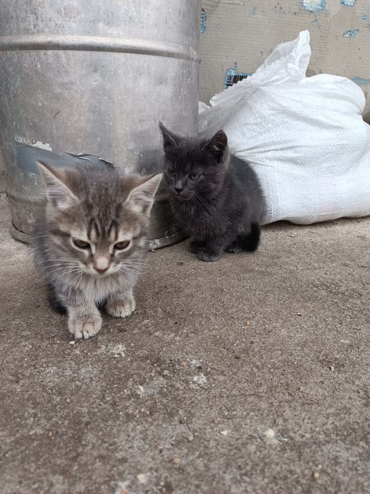 Віддам кошенят в добрі руки