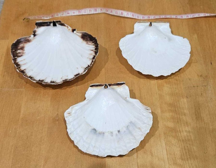 Мушлі середземноморські