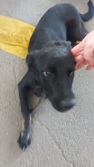 Знайдена собака. Знаходи