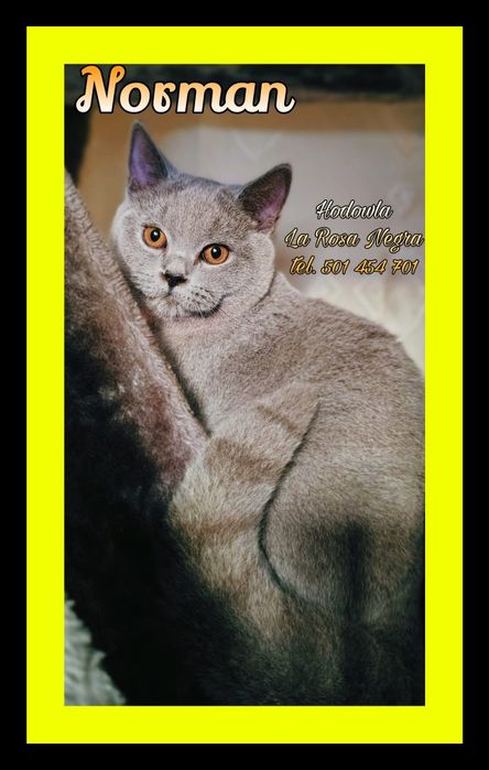 ‼️5 mies.‼️ podchowany grzeczny Kocurek Brytyjski Niebieski