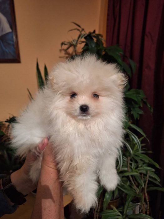 Szpic miniaturowy pomeranian