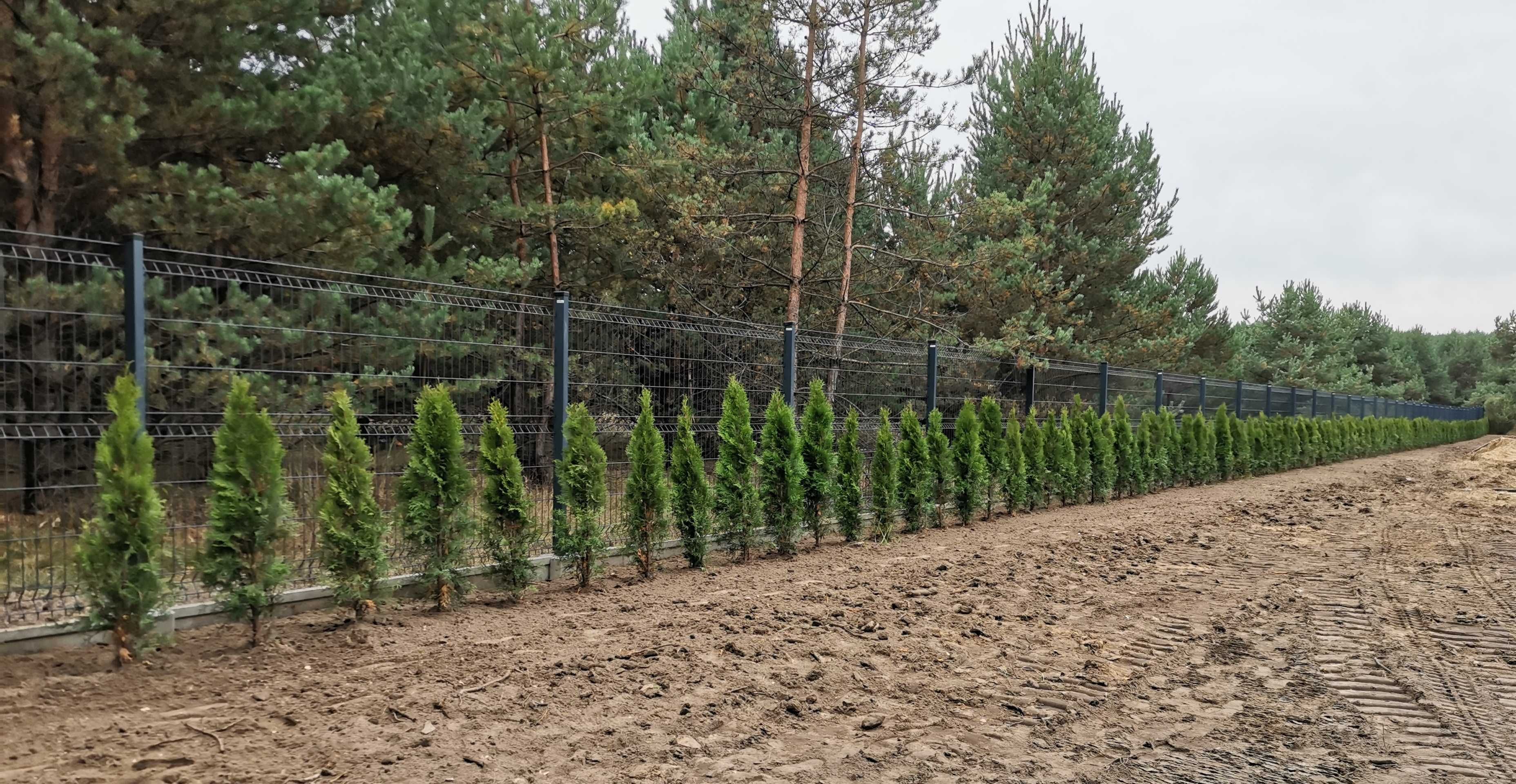 Tuja Szmaragd Smaragd zagęszczana  doniczka sadzimy transport wysyłka