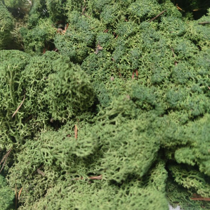 Mech chrobotek do aranżacji