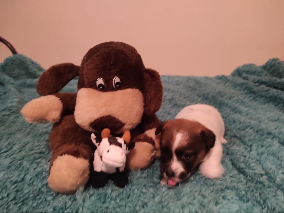 Jack Russell Terrier - Femea LOP