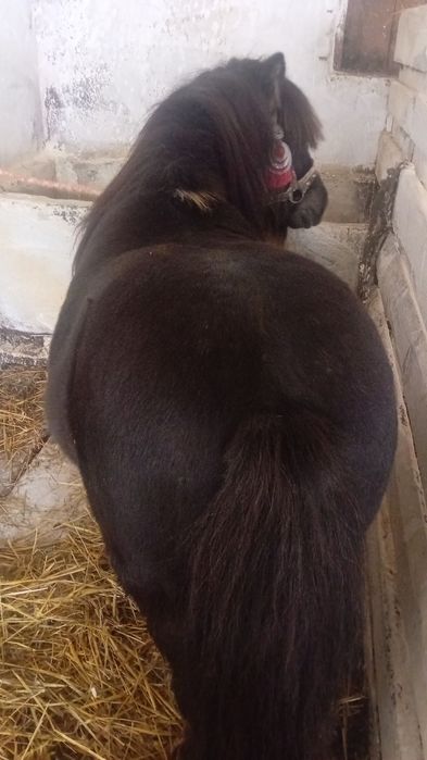 Sprzedam kucyka  jest świętnym towazyszem