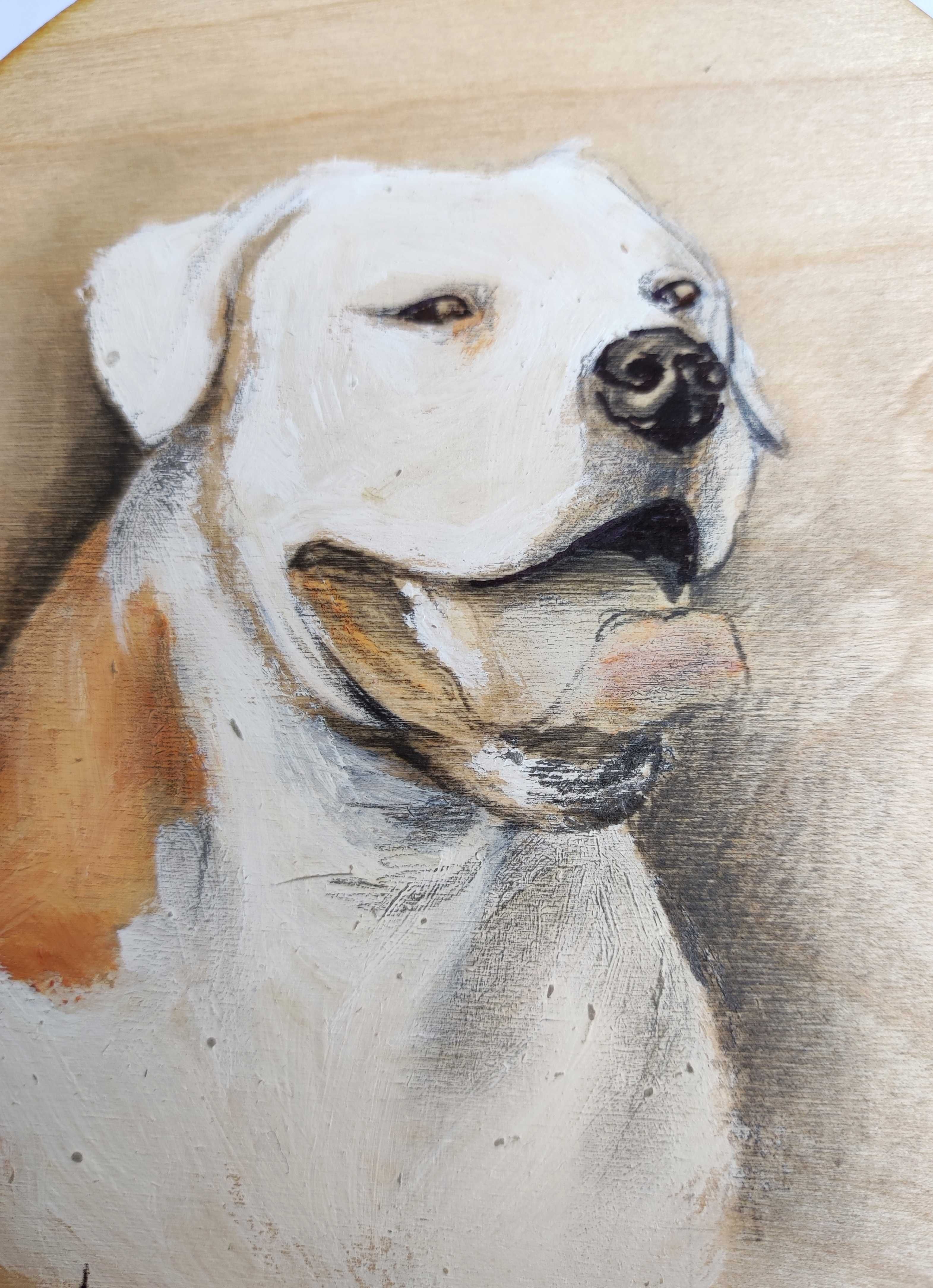 Buldog amerykański portret psa pies