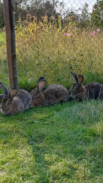 Бельгійці,кролі,самички