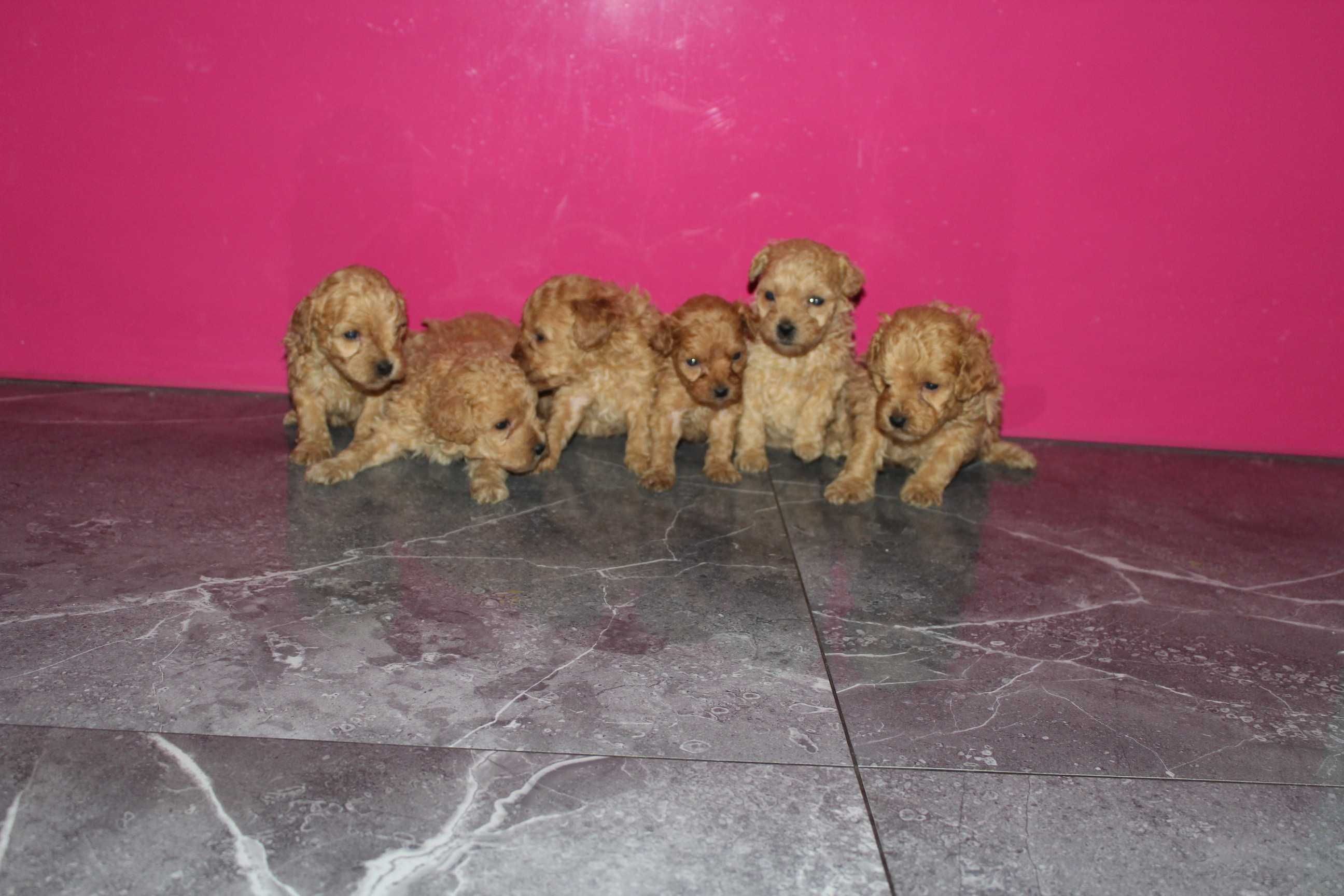 Maltipoo Maltańczyk i Pudel 2