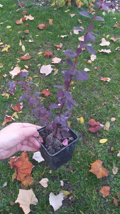 Багаторічні садові рослини