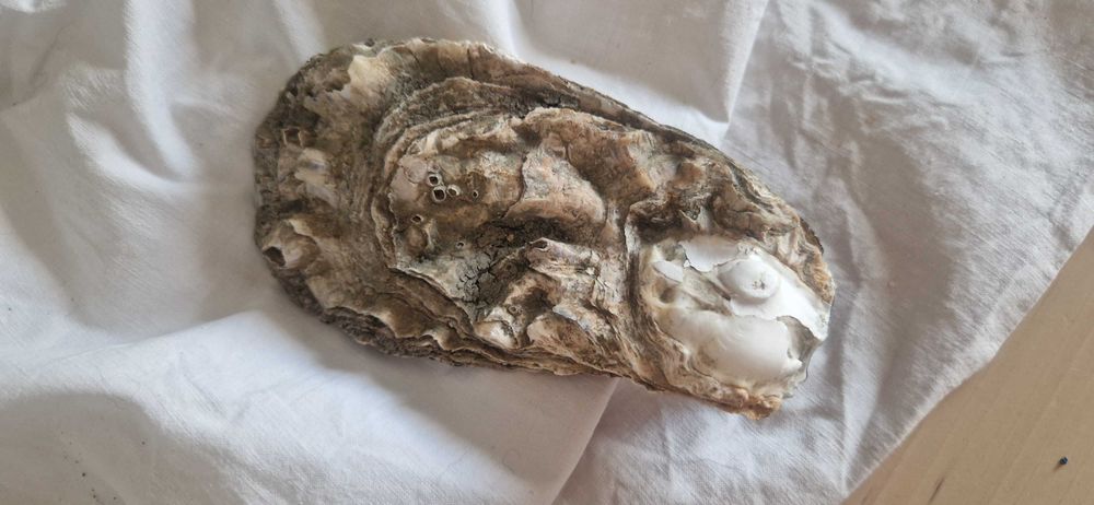 Solidariedade para associação sem fim lucrativos