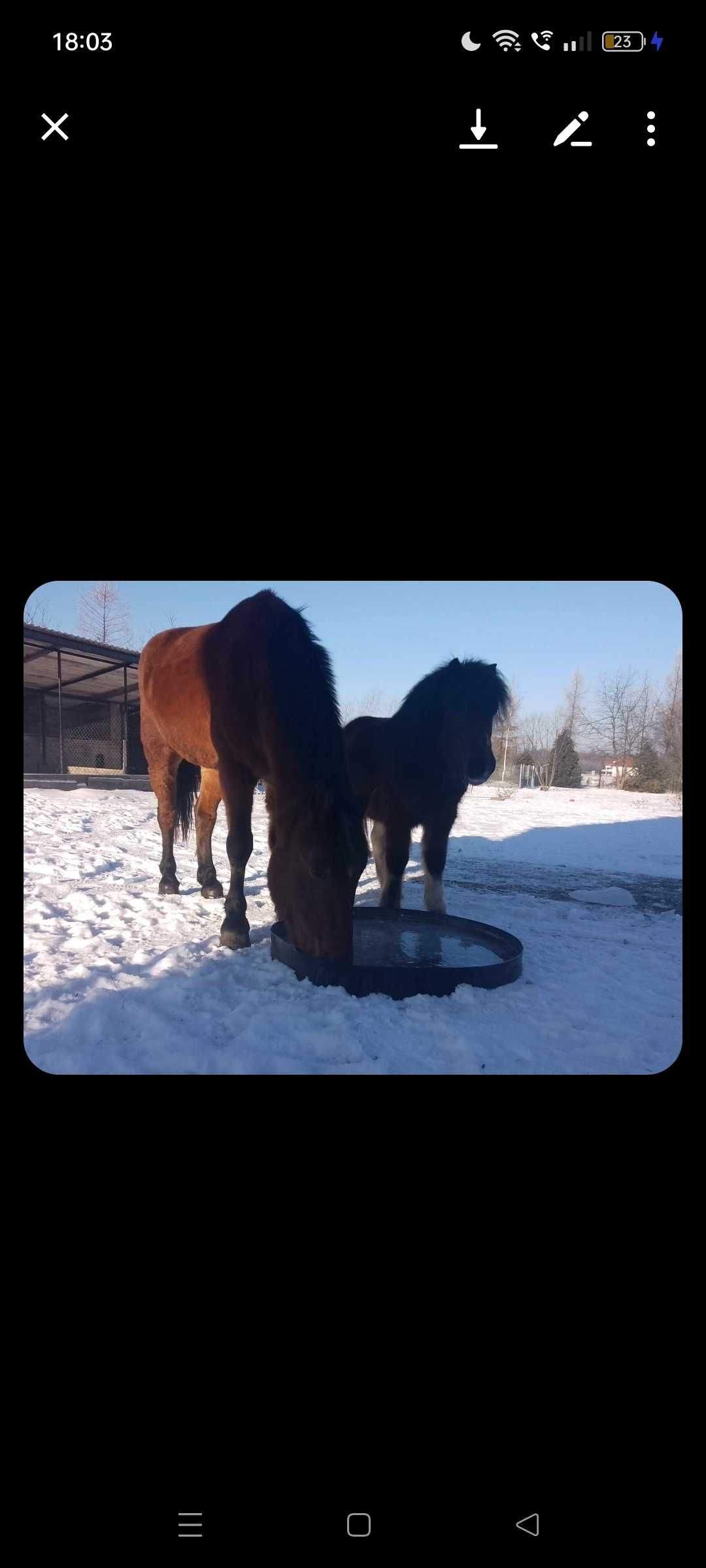 Sprzedam konia cena 10tyś