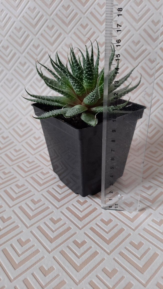 Aloes ościsty sukulent w doniczce sadzonka sadzonki aloesu