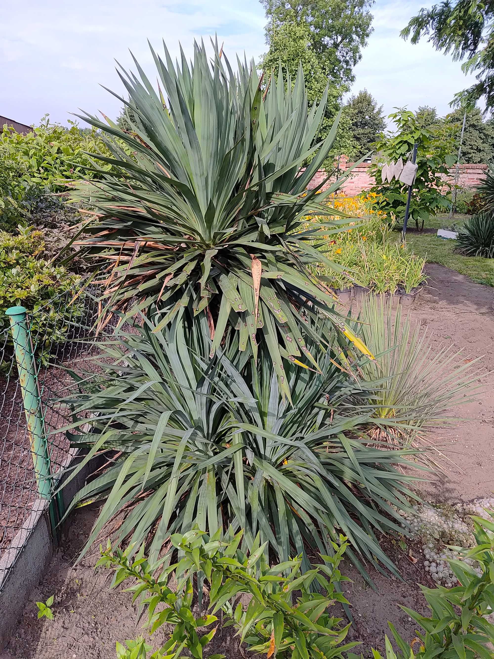 Yucca gloriosa Juka szlachetna