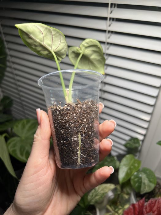 Алоказія сільвер драгон silver dragon алоказия сильвер драгон