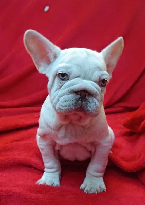 Bulldog francês Big Rope