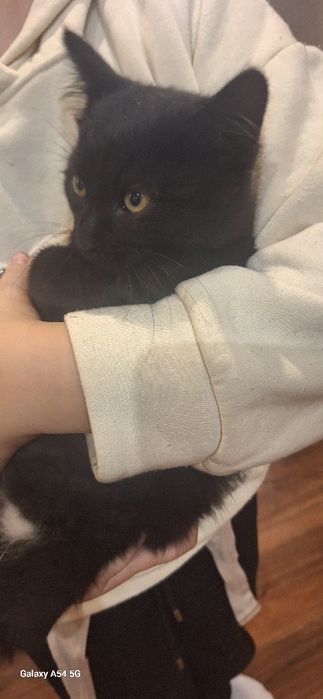 Oddam kotki w dobre ręce  ogłoszenie prywatne