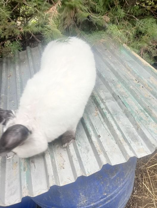 Samiec kalifornijski króliki