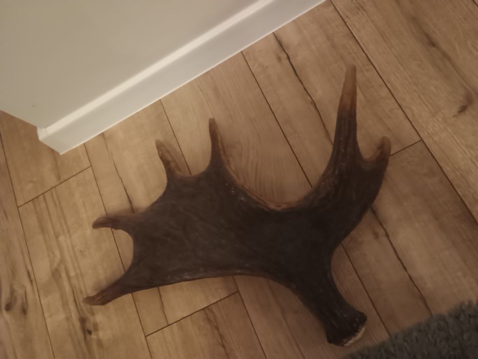 Zrzut łosia,Rosocha  waga 2490